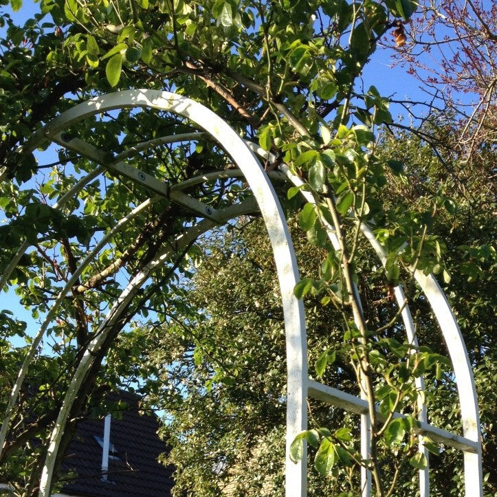 Classic Rose Arch