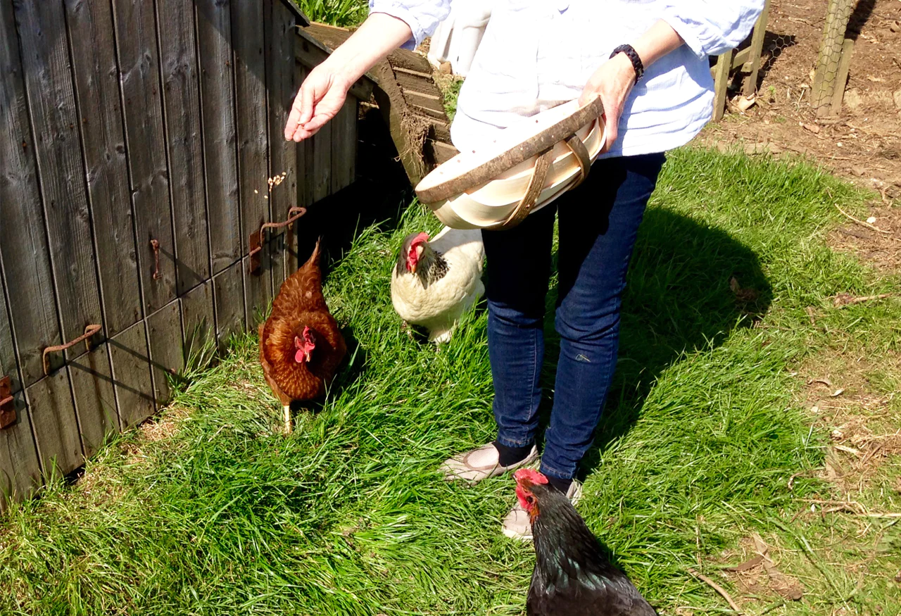 Chicken Feeder 12"