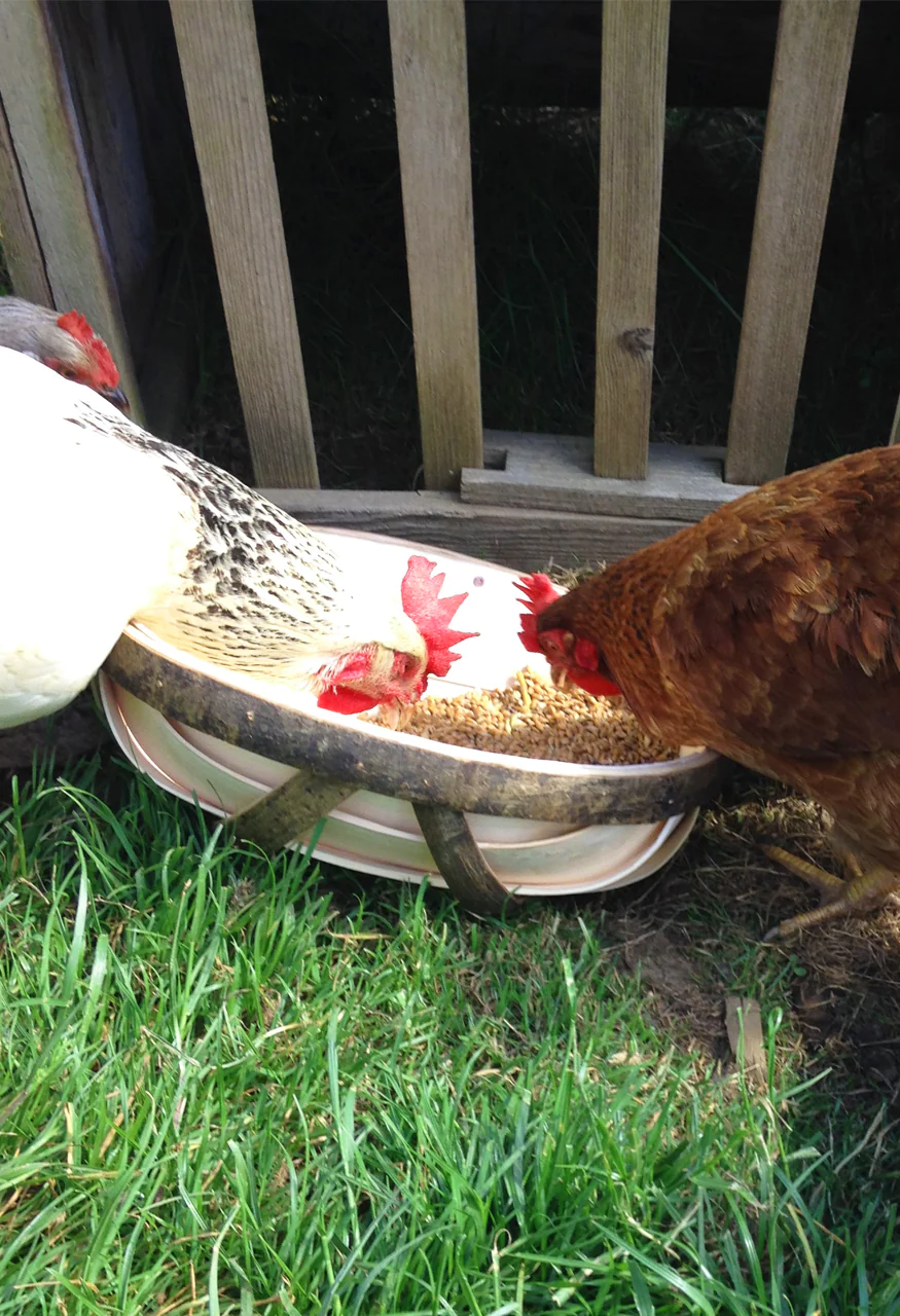 Chicken Feeder 12"